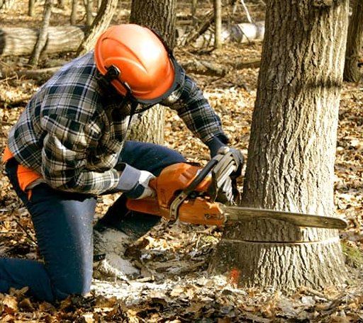 Tree Removal in Vinson, OK